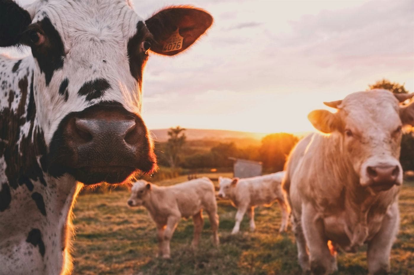 Livestock on open range land